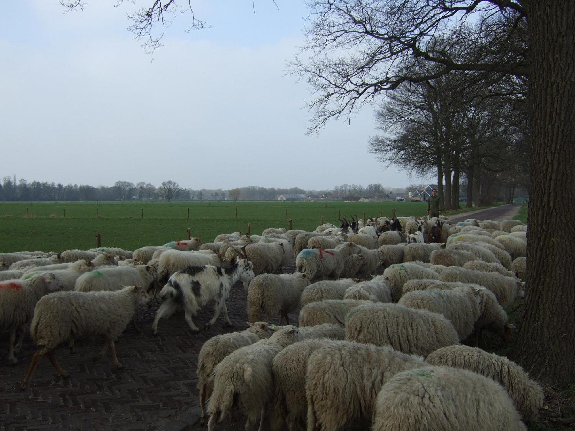 Erfgoed & Logies Den Heijkant Moergestel Cameră foto